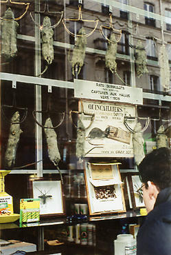 Rats captured around 1925 near Les Halles, on display in a shop window on rue des Halles