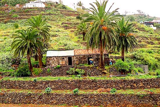 A hillside farm on the island of Gomera, in the Canaries archipelago. —photo by David Henry, 1997