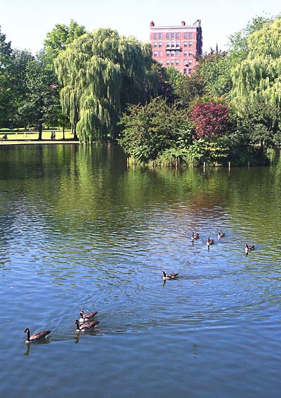 Ducks swimming in the pond of the Public Gardens, Boston.