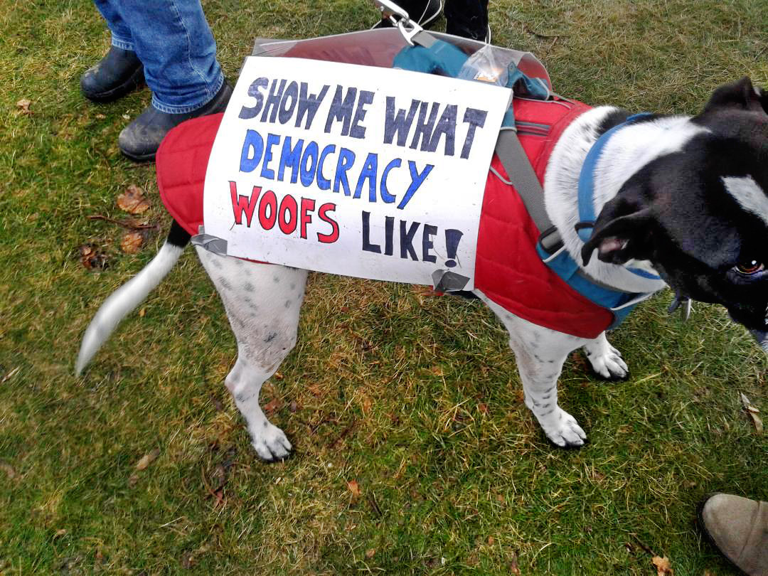 A dog protesting at the January 20th 2018 rally on the Cambridge Common in Cambridge, MA, commemorating the one-year anniversary of the Women March of January 2017.
