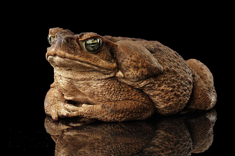 Cane Toad, Bufo marinus